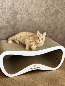 Марія – котик Марсель