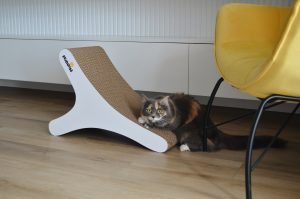 Чому котики намагаються втекти? 