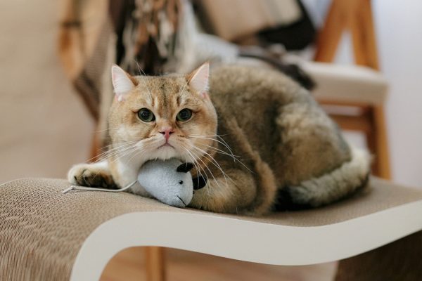 Мишка Мiстер Піклз