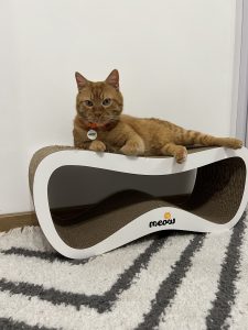 Діана – котик Рудік