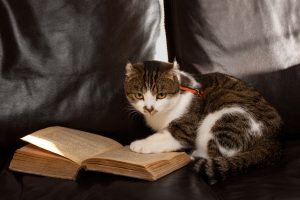 Як коти стали нашими сусідами: історія одомашнення