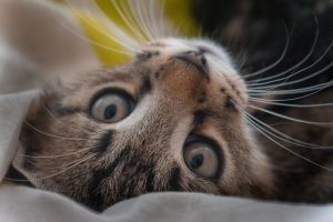 Відомі коти, які підкорили світ
