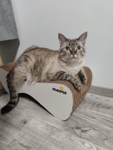 Мар’яна – котик Тайфун