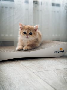 Лілі – котик Мартін