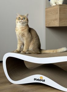 Катерина – котик Морті