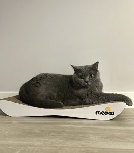 Володимир – котик Мірон