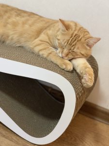 Валентина – котик Персіл і ще один
