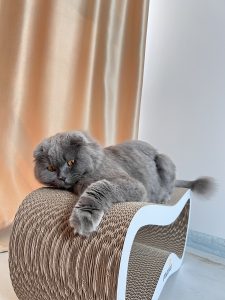 Вікторія – котик Боня