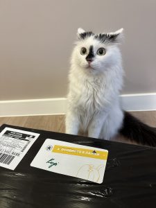 Ольга – котик Коді