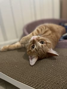 Поліна – котик Льова