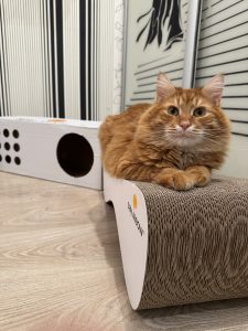 Анастасія – котик Харт