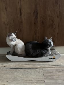 Тетяна – котики Плямка і Мишко