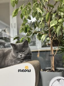 Валерія – киця Олівка