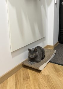 Інна – котик Віскі