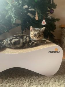 Аліна – котик Арчі