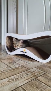 Ірина – котик Річі