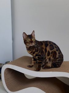 Юлія – котик Роккі