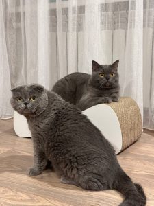 Альона – котики Бася та Боня