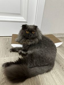 Наталія
