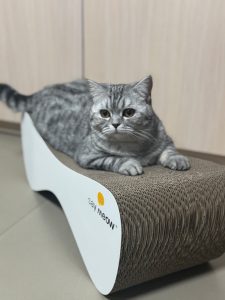 Костянтин – киця Меліса