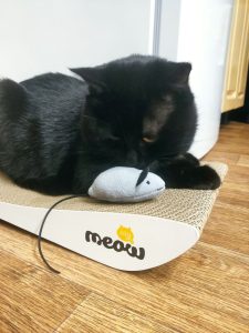 Людмила – котик Льолік