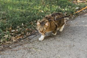 Почему котики пытаются убежать?